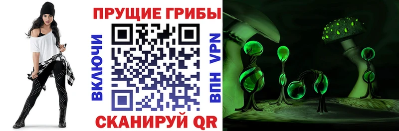 закладки  Лермонтов  Галлюциногенные грибы Cubensis 